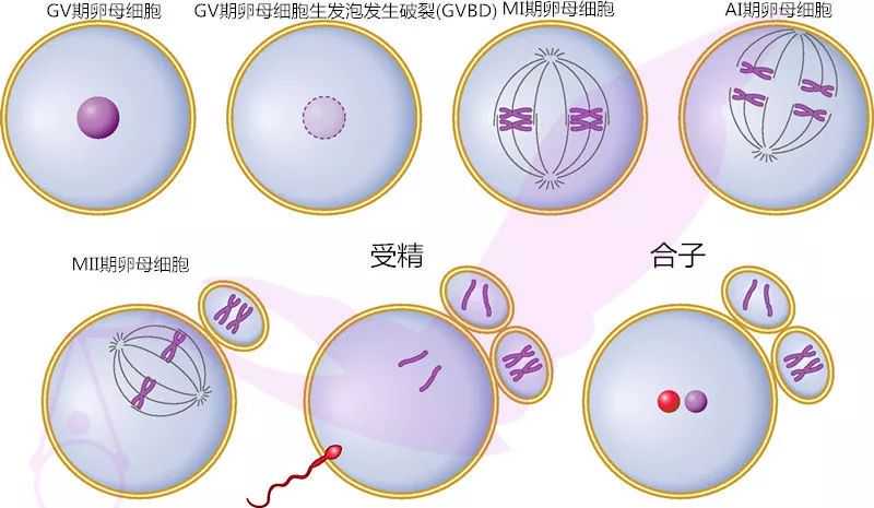 广州哪里能做供精 广州可以做试管的医院 ‘孕囊