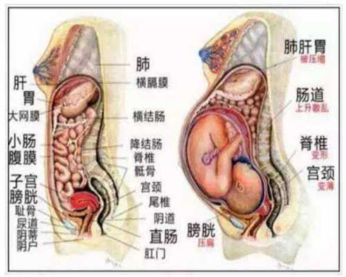 卵巢早衰可以供卵自怀吗_广州亲贝供卵靠谱吗_试管移植后每天菜谱：子宫内膜
